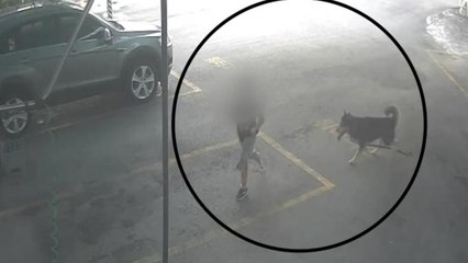 [취재N팩트] 급증하는 '개 물림' 사고..."법 강화해야" / YTN