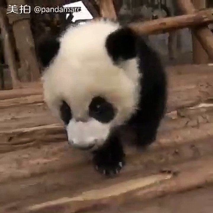 Panda Yang Gagal Fokus