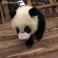 Panda Yang Gagal Fokus