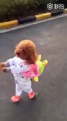 Anjing bisa Jalan Kaki Dua