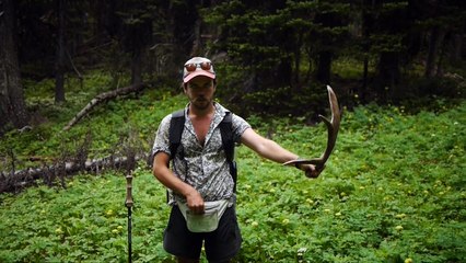 Moose, Mules, and This Chaotic World