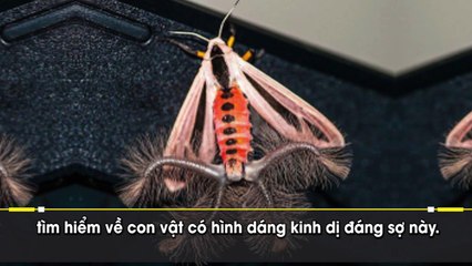 Xuất hiện loài bướm có 4 đuôi kỳ lạ
