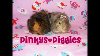 How to build Guinea Pig 2x3 C&C cage with stand and loft PINK DIY