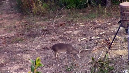 Buck Comes Back After Being Shot By Bow Hunter!!
