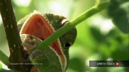 Rare birds, a curious chameleon & a stunning coral reef