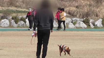 인명 사고 낸 반려견 주인 처벌 대폭 강화 / YTN