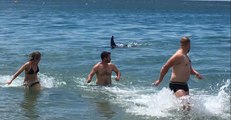 Swimmers Run From Water as Four Killer Whales Approach Shore