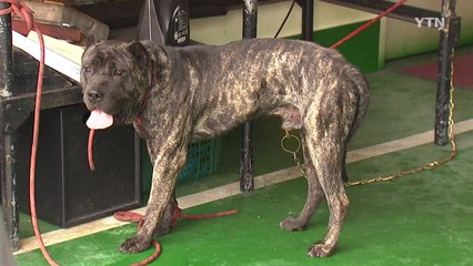 인명 사고 낸 반려견 주인 처벌 대폭 강화 / YTN