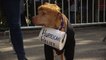 NY: Les chiens se font beaux pour la parade canine d'Halloween