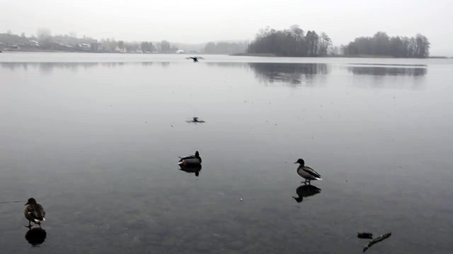 Un canard atterrit sur un lac gelé