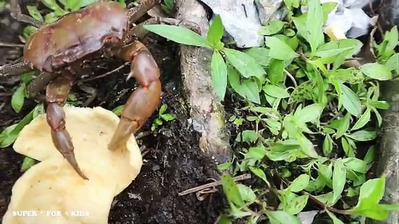 Super for kids: DINOSAURS T-REX ATTACK CRAB GIANT TOY in search for food Nursery rhymes for children