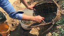 WOW! Amazing Cambodia catch net fishing - Net fishing Traditional by hands 2017 # 33