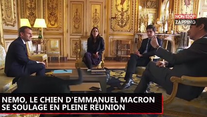 Emmanuel Macron : Quand son chien Nemo se soulage en pleine réunion à l’Elysée (Vidéo)
