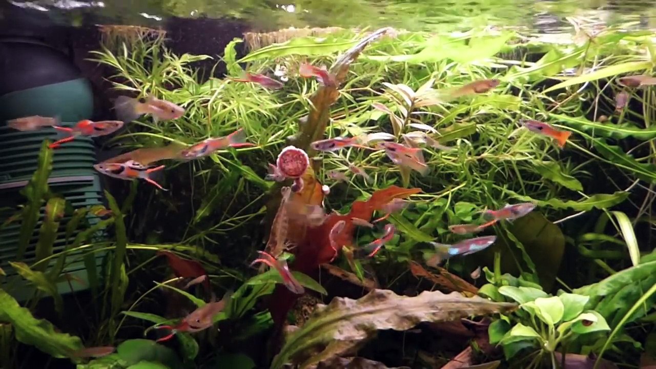 Top 10 - Guppies and Endler´s Guppy - THE MOST BEAUTIFUL VARIETIES, Aquarium, fish tank video film