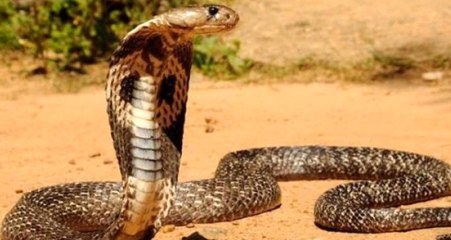 Çözmek İsterken Daha da Büyüttüğümüz Problemler: Kobra etkisi