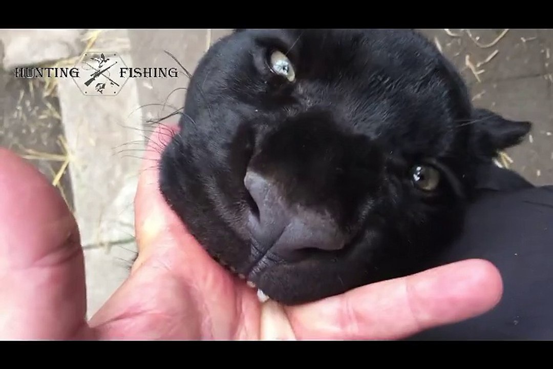 hand in  jaguar mouth death wish