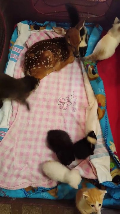 Sa maison sert de refuge à toute sorte d'animaux sauvage : biche, raton laveur, écureuil, putois...