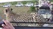 Un guépard sauvage grimpe sur le 4x4 de touristes en plein safari : Moment à fois magique et terrifiant