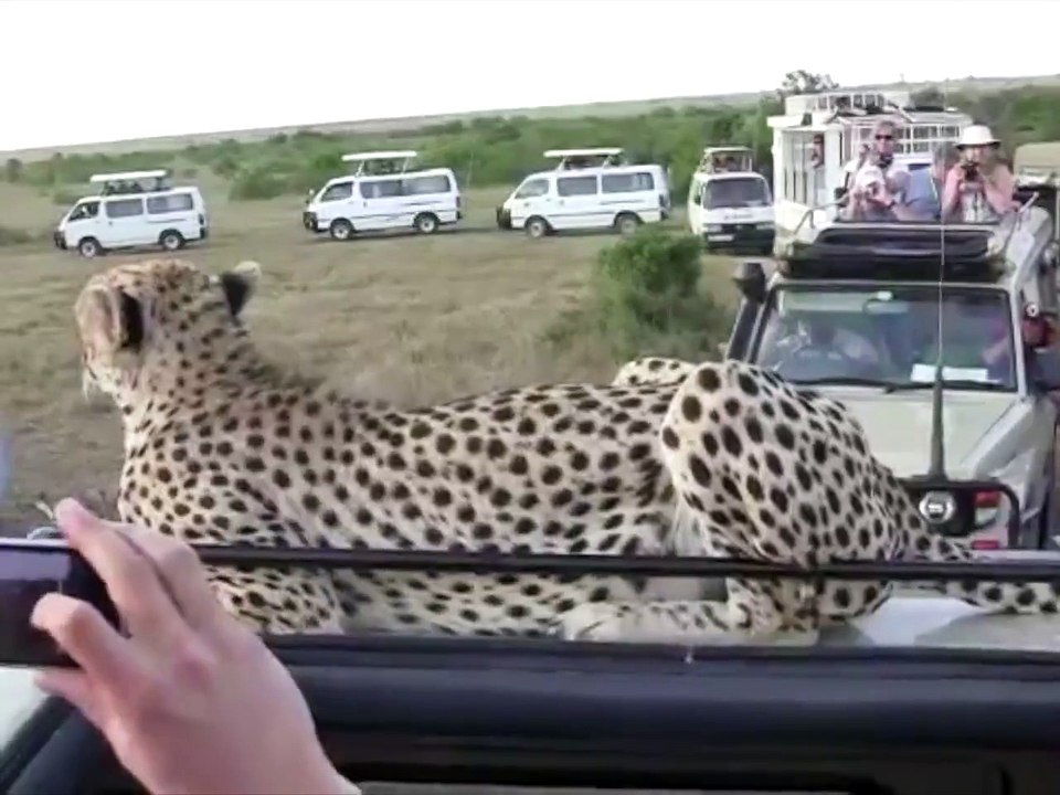 Un guépard sauvage grimpe sur le 4x4 de touristes en plein safari : Moment à fois magique et terrifiant