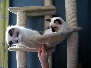 Les Ragdolls de Ragakitty