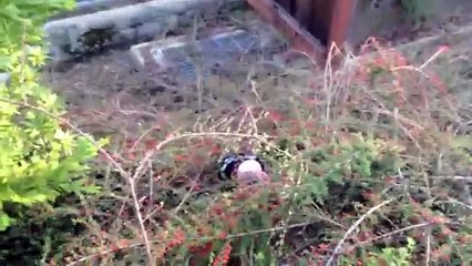 Angry Birds Go Plush Episode 2: Rocky Roads