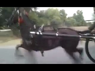 Horse Race with Tonga on public Road