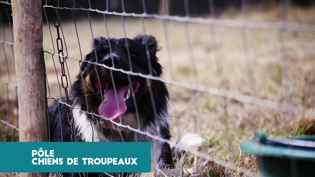 Pôle Chiens de troupeaux Tech Ovin 2017