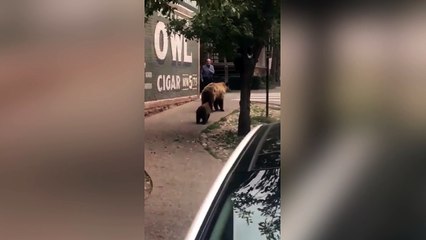 Une famille d'ours en pleine ville !