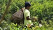 Wow! Amazing Smart Boy Catch Big Snakes While Trapping Frogs in Jungle