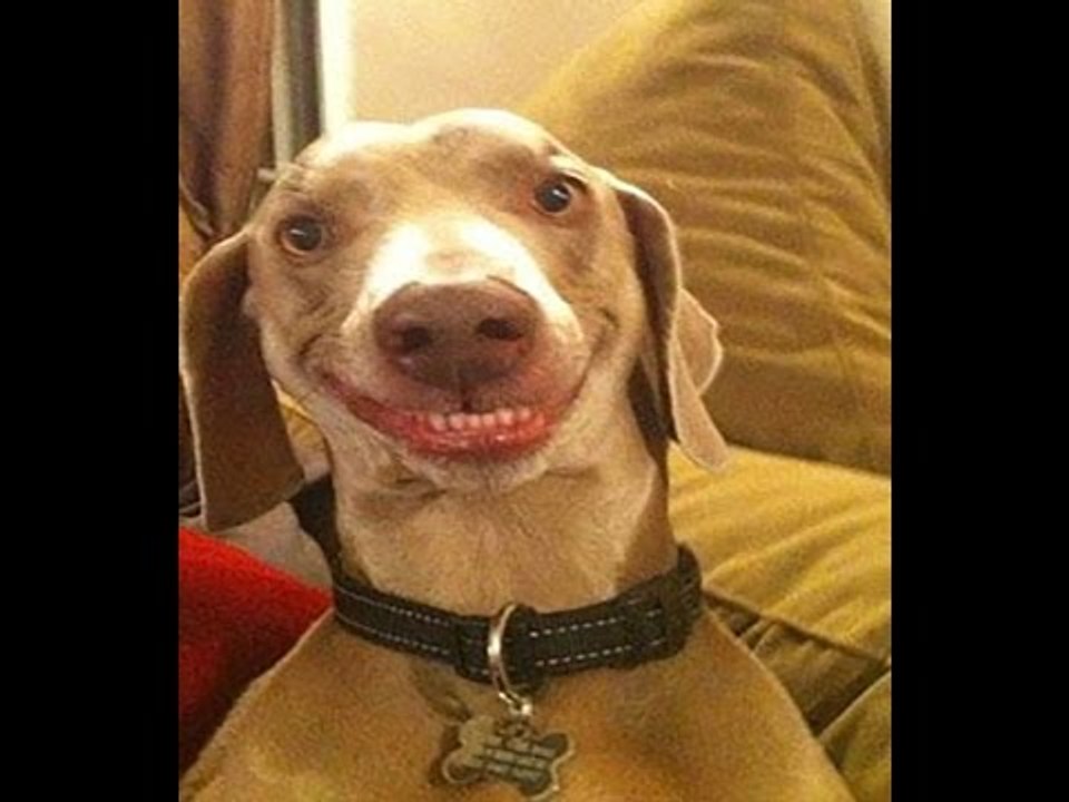 Funny Dog Vines Compilation