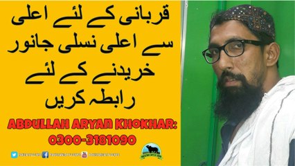 716 || Dumba Bakra Mandi 2018/2019 || Dumba Price 200k