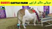 717 || Cow mandi 2018/2019 Karachi Sohrab Goth || Surti Cattle Farm || VIP Tent