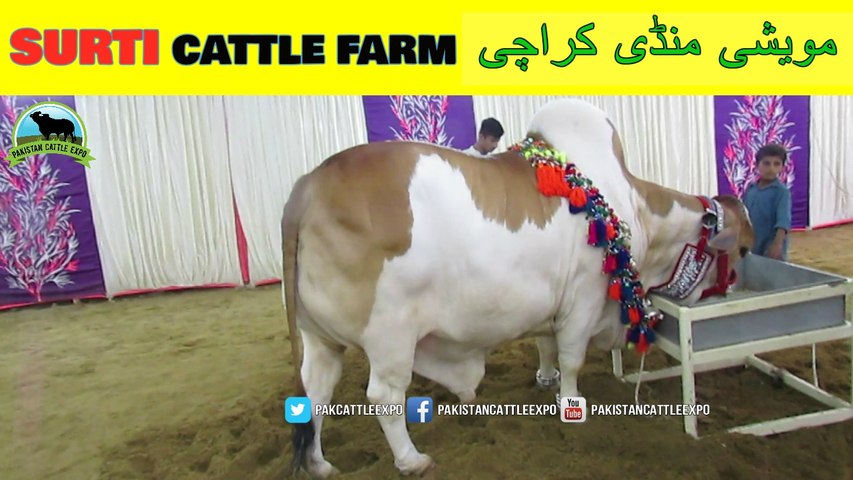 717 || Cow mandi 2018/2019 Karachi Sohrab Goth || Surti Cattle Farm || VIP Tent