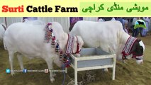 718 || Cow mandi 2018/2019 Karachi Sohrab Goth || Surti Cattle Farm video || VIP Tents