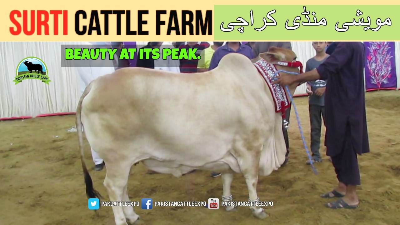 719 || Cow mandi 2018/2019 Karachi || Sohrab Goth Gai mandi || Surti Cattle Farm