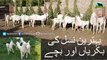 720 || Goat farming in Pakistan || Goat Breeds of Pakistan || Rajan Puri & Kapla Goats