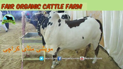 Tải video: 721 || Cow mandi 2018/2019 Karachi Sohrab Goth || Fair Organic Cattle Farm || Bull Qurbani