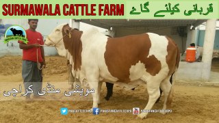 722 || Cow Qurbani 2018/2019 Karachi || Surmawala Cattle Farm Collection || BakraEid Pakistan