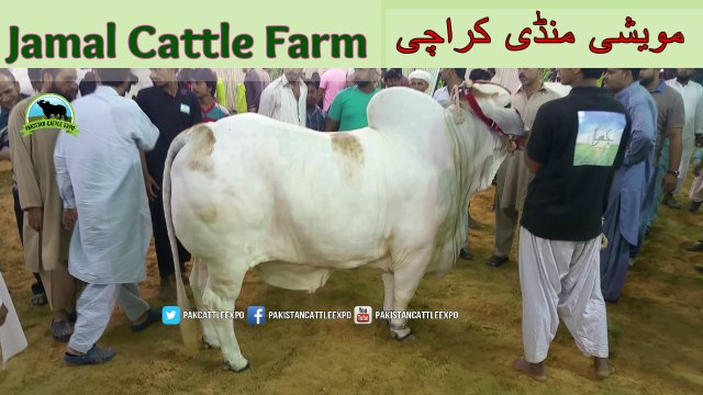723 || Cow mandi 2018/2019 Karachi Sohrab Goth || Jamal Cattle Farm Video || Amazing Qurbani Animals