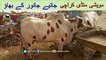 724 || cow mandi 2018/2019 Karachi Sohrab Goth || Avg range qurbani Bull