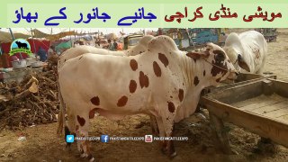 724 || cow mandi 2018/2019 Karachi Sohrab Goth || Avg range qurbani Bull