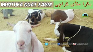725 || Bakra Mandi 2018/2019 Karachi || Mustofa Goat Farm || Goat Farming in Pakistan ||