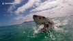 Great white shark breaches right in front of camera