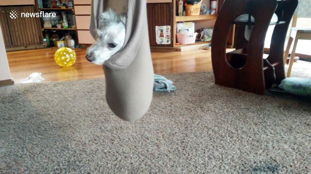 Cute dog ridiculously calm in blanket swing