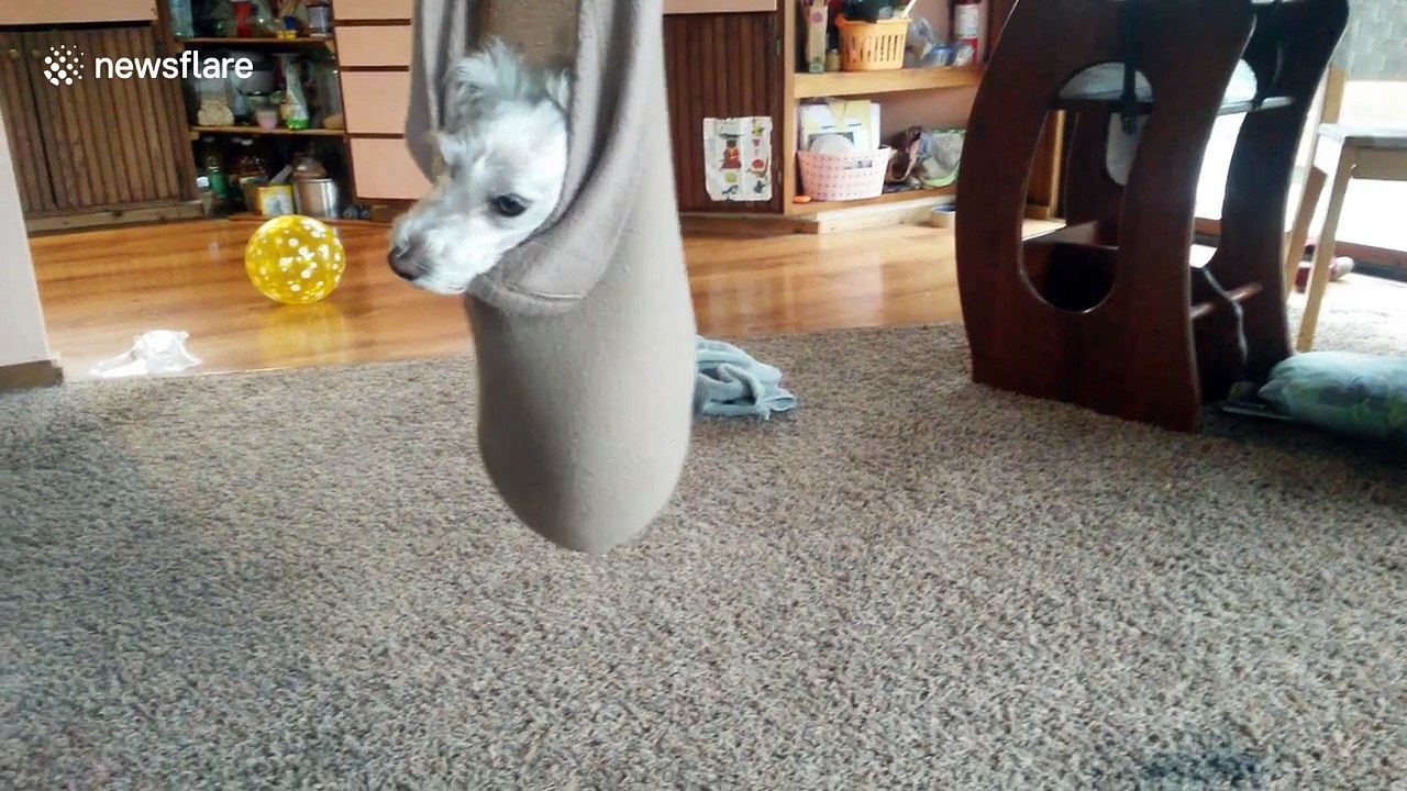 Cute dog ridiculously calm in blanket swing