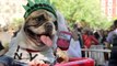 Costumed canines strut their stuff at Halloween Dog Parade