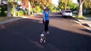 Learn to Train TGD Way: Pitbull Mix Leash Pulling Resolved In One Dog Training Session