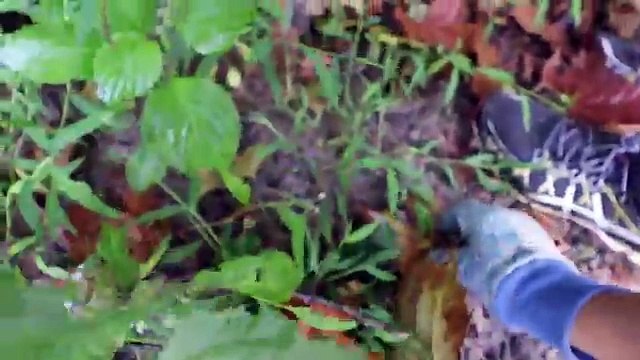 LIVE BAIT vs. ARTIFICIAL LURES FISHING EXPERIMENT!!! (Snake vs. Frog vs. Worm)