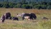 Black-backed jackals hunting warthog piglets