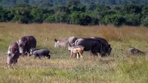 Black-backed jackals hunting warthog piglets